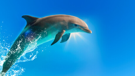 Zappbios: Bernie de dolfijn